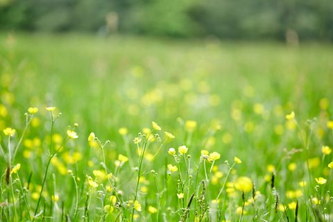 Blumenwiese