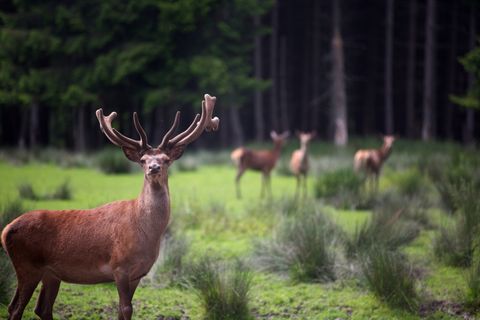 Rotwild im Wildgehege Schömberg