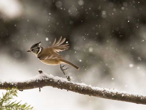 Vogel im Winter 