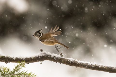 Vogel im Winter 