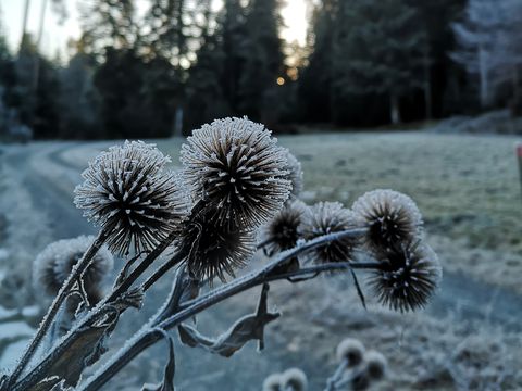 Pflanzen im Morgentau