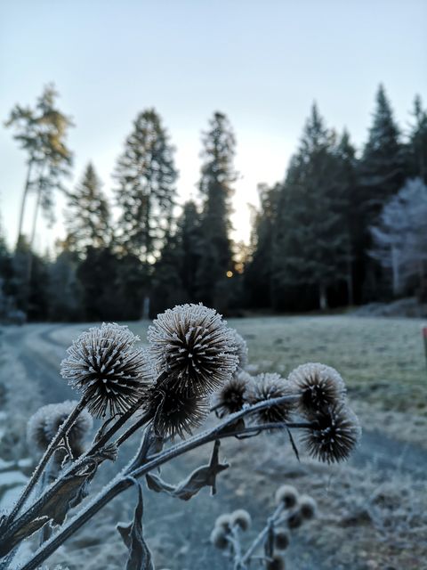 Pflanzen im Morgentau